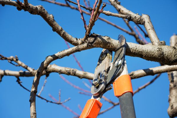 Tree Pruning in Mount Juliet