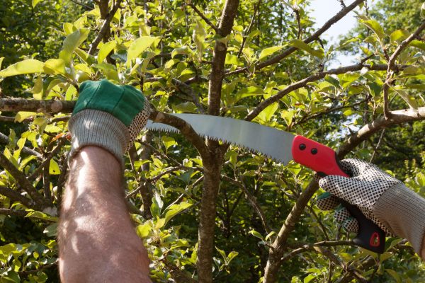 Apple Tree Trimming in Mount Juliet
