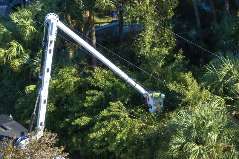Tree Trimming