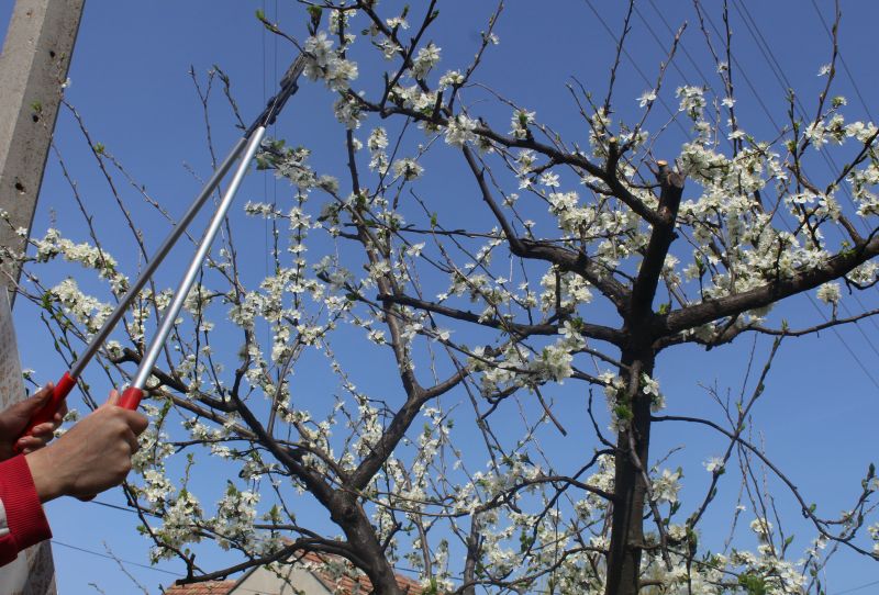 Birch Tree Pruning