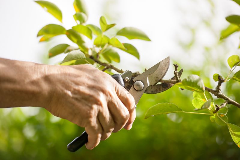 Birch Tree Pruning