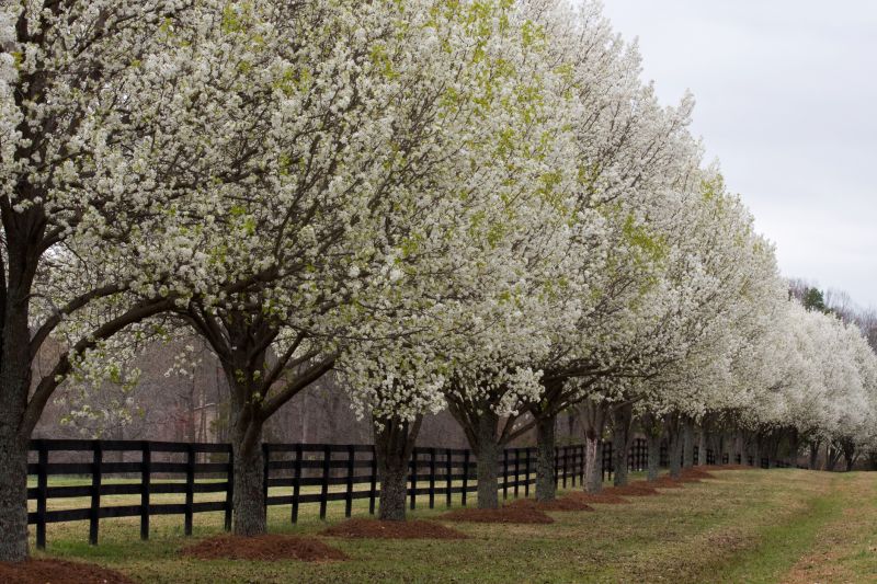 Bradford Pear Tree Pruning