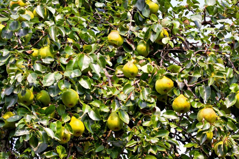 Bradford Pear Tree Pruning