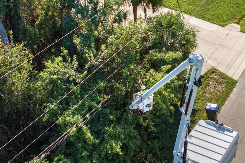 Tree Trimming