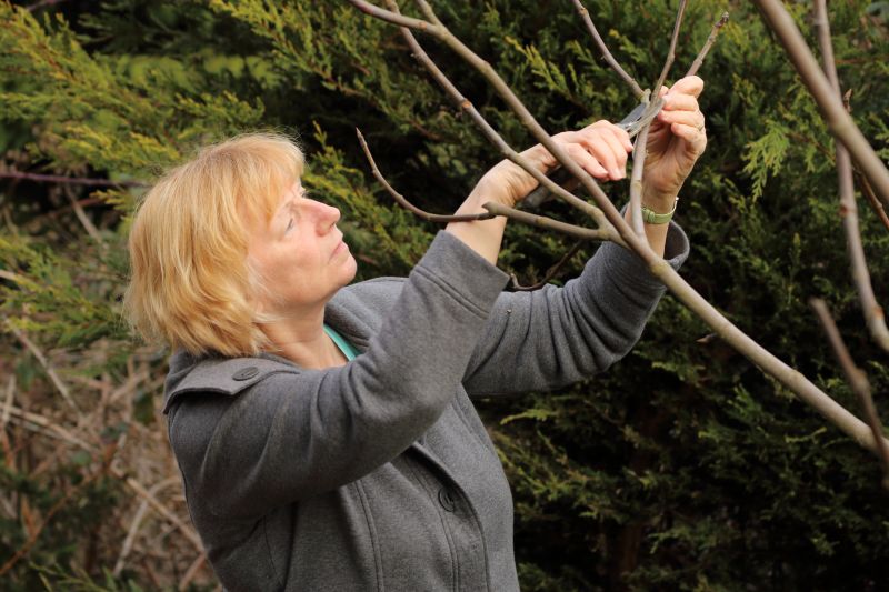 Cypress Tree Pruning