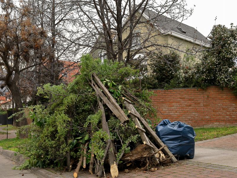 Tree Debris Disposal
