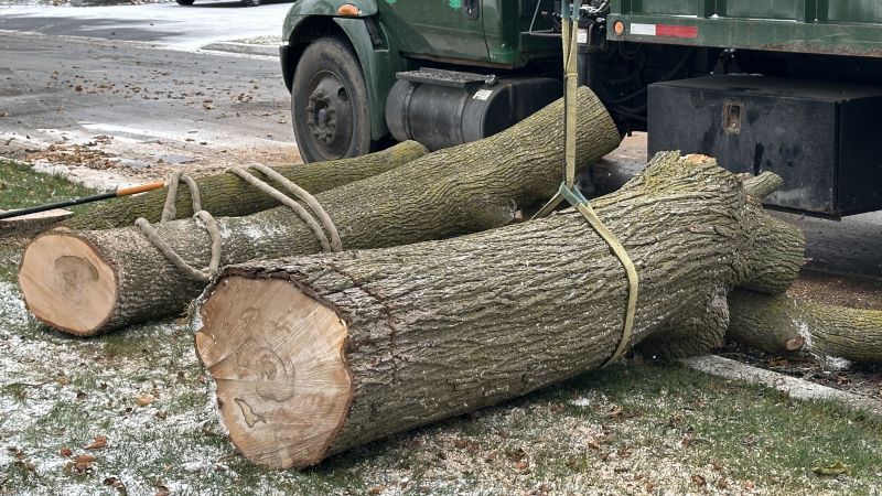 Commercial Tree Service detail