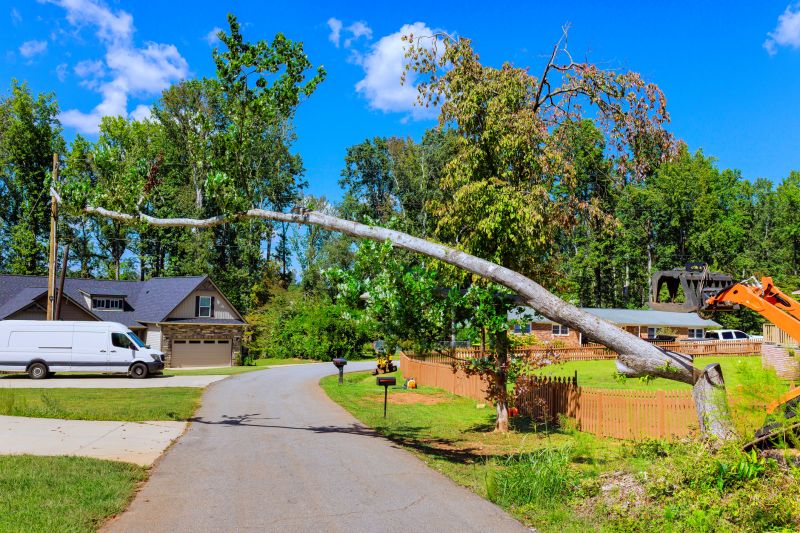 Residential Tree Service detail