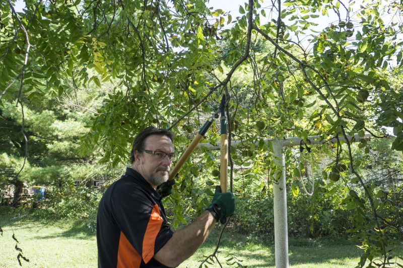 Tree Branch Cutting detail