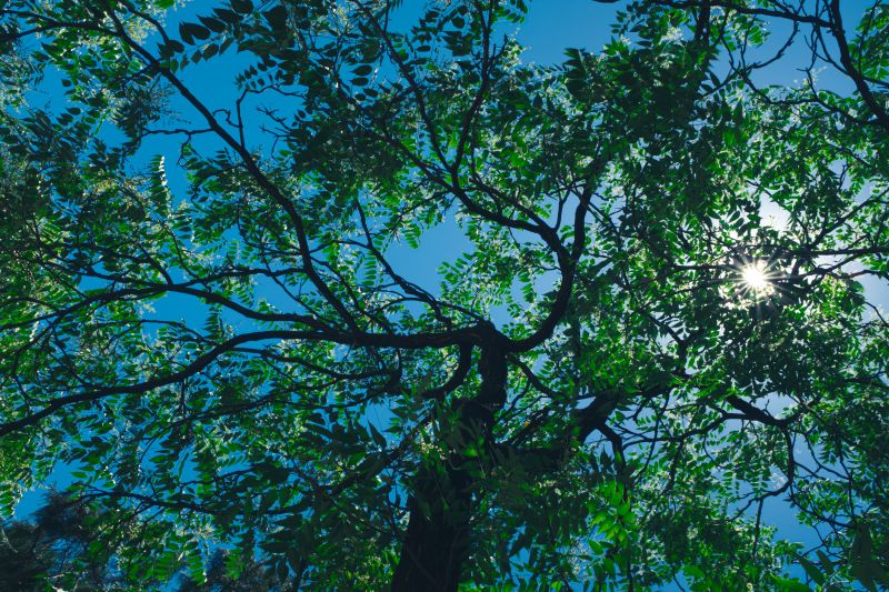 Tree Canopy Thinning detail