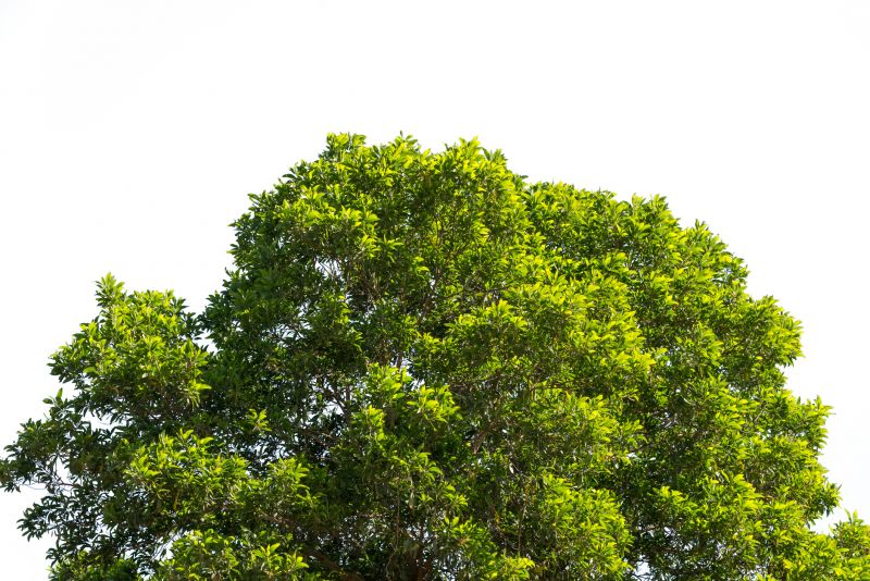 Tree Crown Shaping detail
