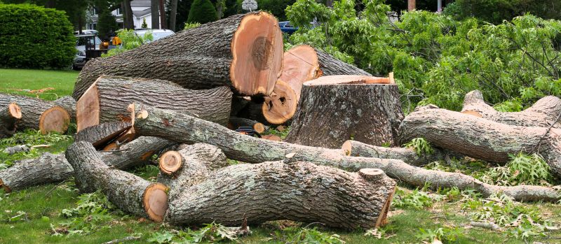 Tree Maintenance Service detail