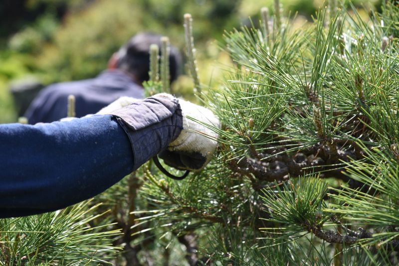 Tree Pruning detail