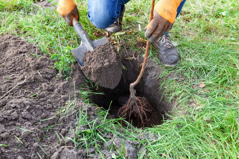 Tree Shaping Service detail