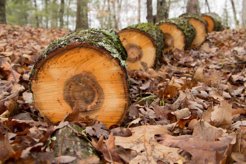 Hickory Tree Pruning