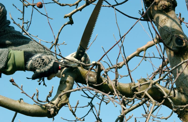 Hickory Tree Pruning
