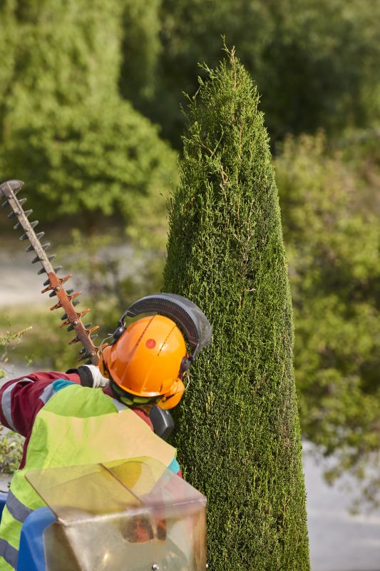 Hickory Tree Trimming