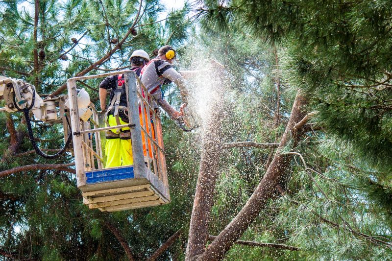 Hickory Tree Trimming