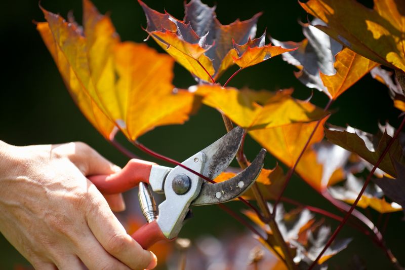Japanese Maple Pruning