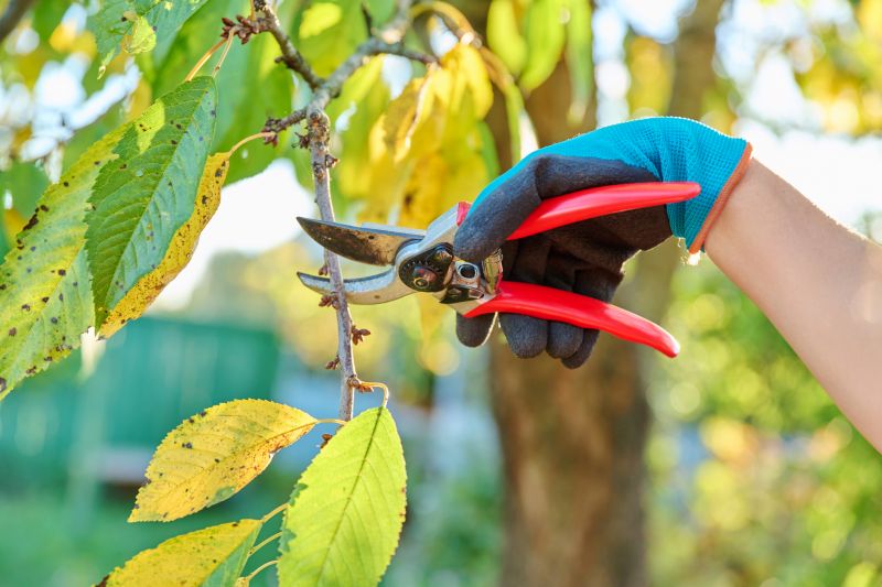 Magnolia Tree Pruning