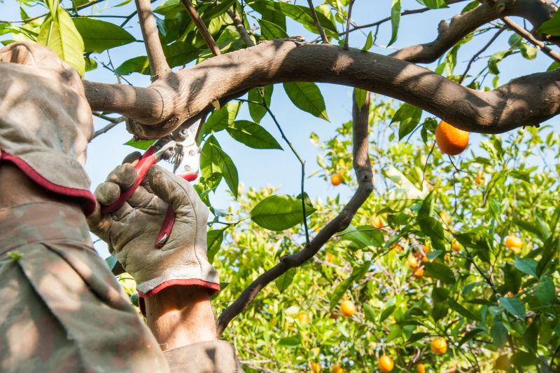 Orchard Tree Pruning