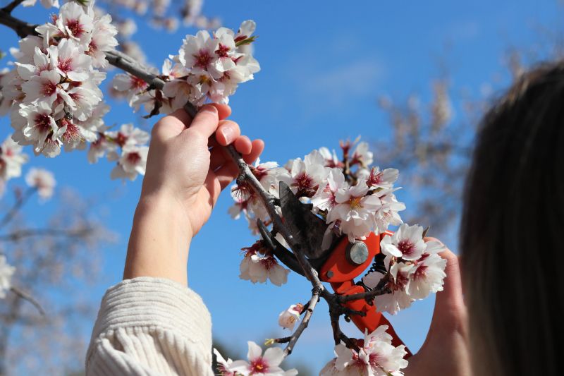Peach Tree Pruning