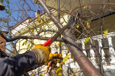 Peach Tree Trimming