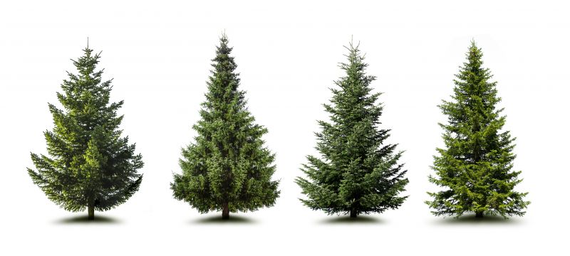 Pine Tree Pruning