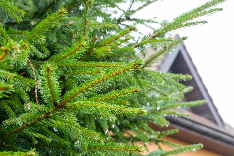 Pine Tree Trimming