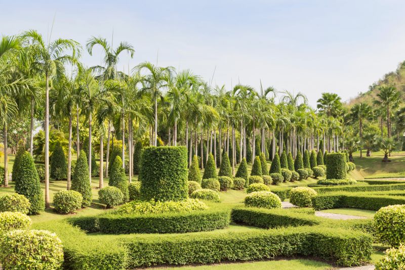 Queen Palm Tree Trimming