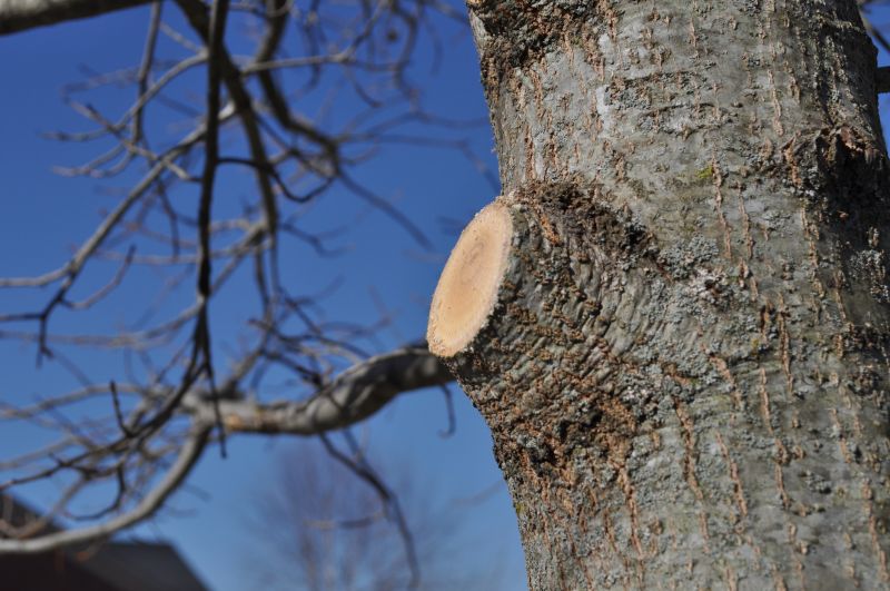 River Birch Pruning