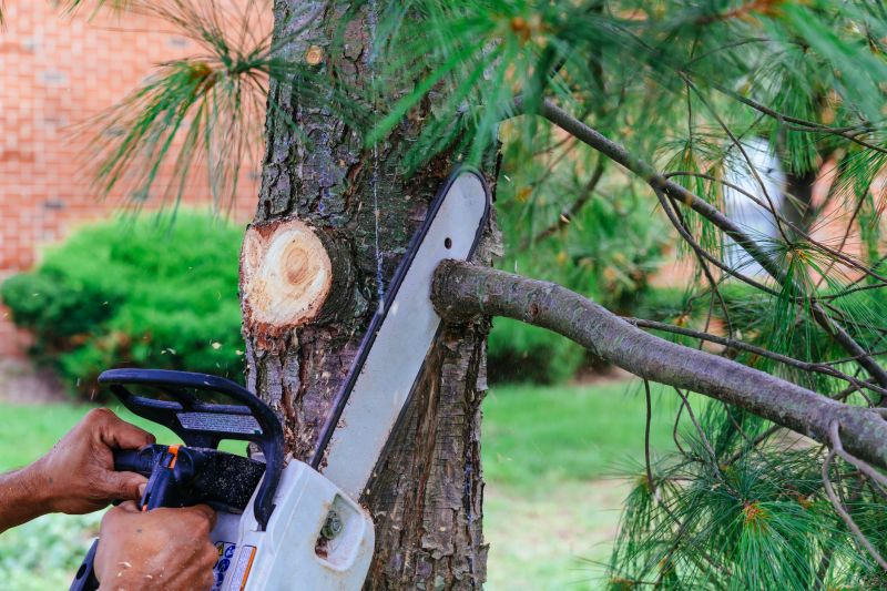 Tree Branch Cutting