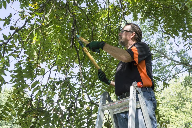 Tree Branch Cutting