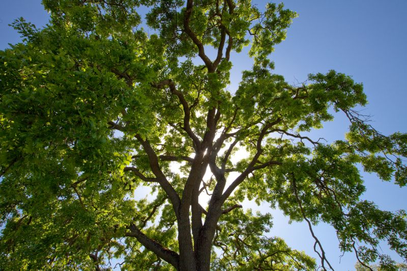 Tree Canopy Thinning