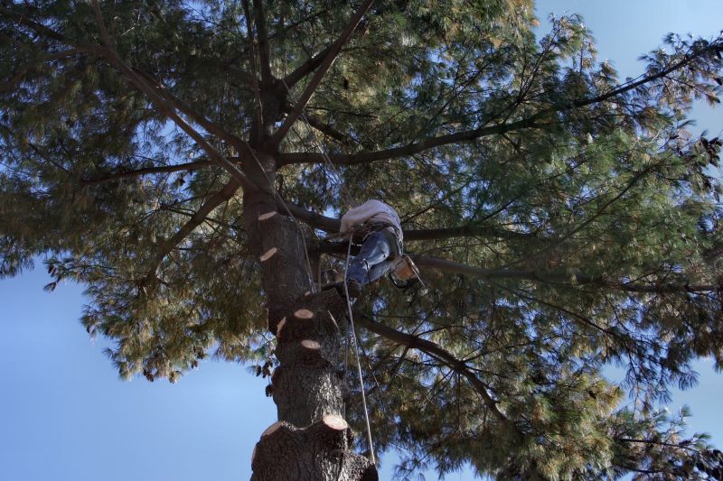 Tree Limb Trimming Service
