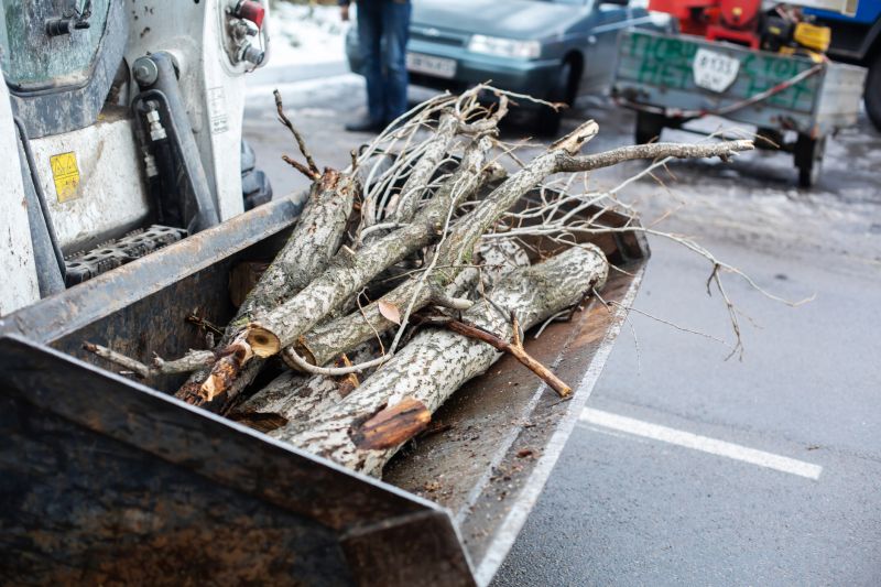 Tree Limbs Removal