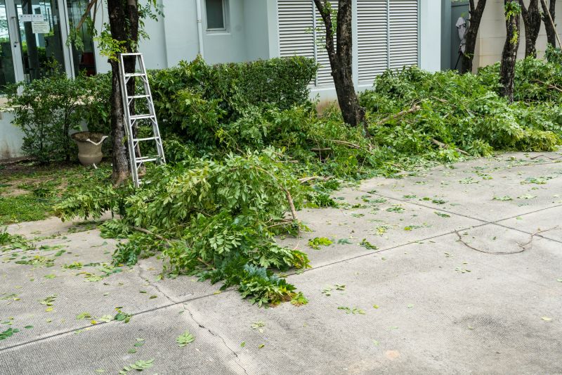 Tree Lopping Service