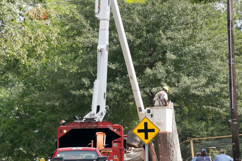 Tree Maintenance Service
