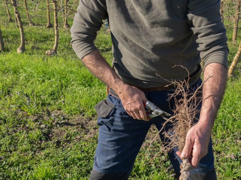 Tree Pruning