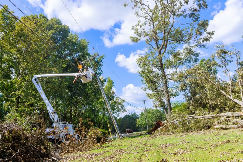 Tree Service