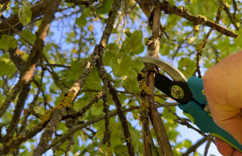 Close-up of Pruning Technique