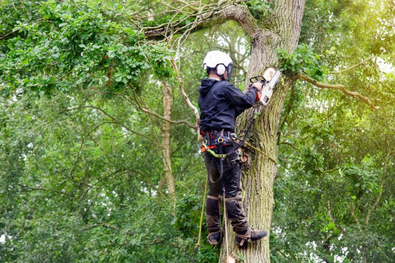 Equipment Used in Tree Trimming