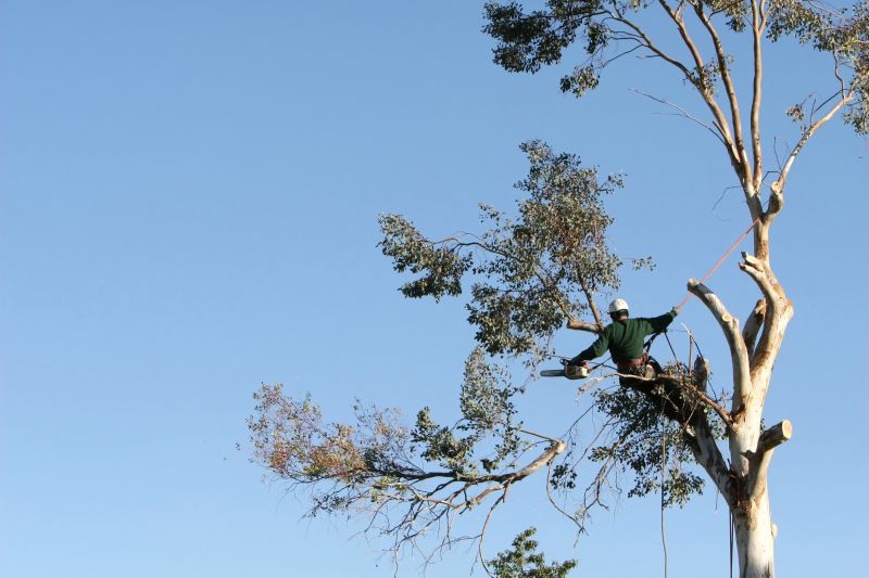 Safety Measures in Tree Trimming